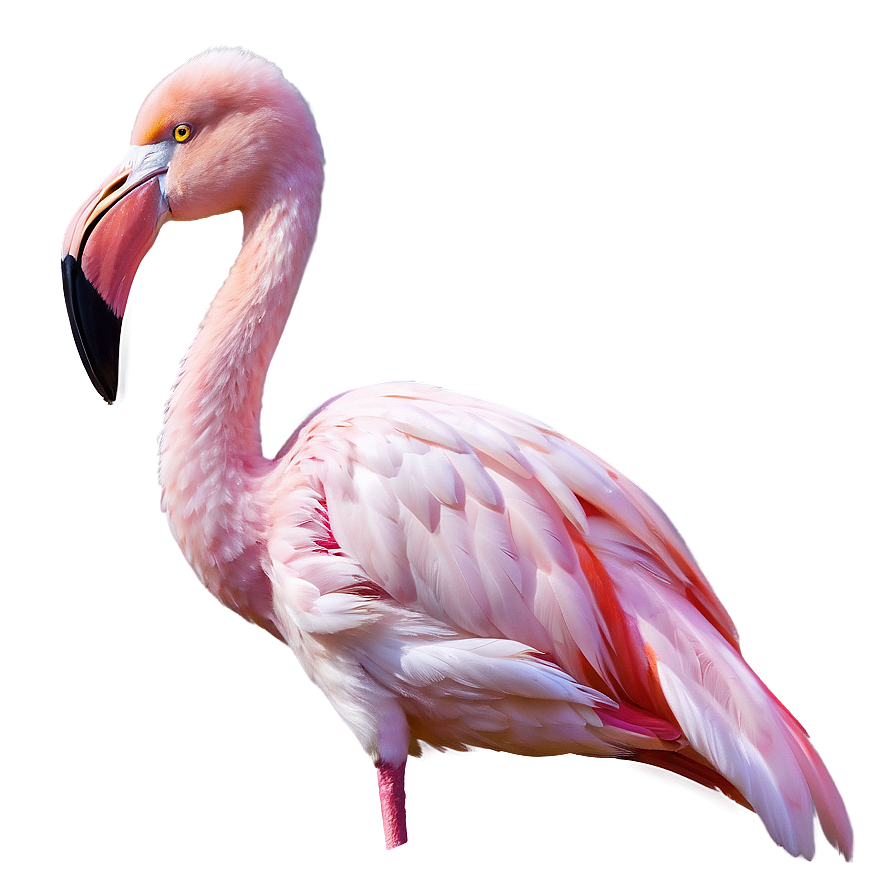 Realistic Flamingo Illustration Png Fif2