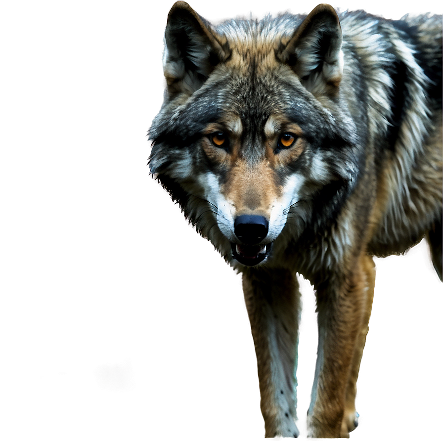Realistic Grey Wolf Png 22