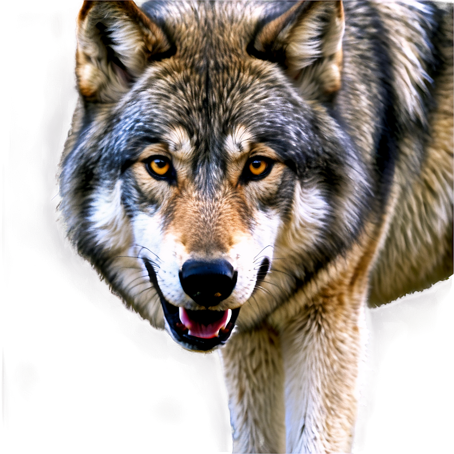 Realistic Grey Wolf Png Wgg27