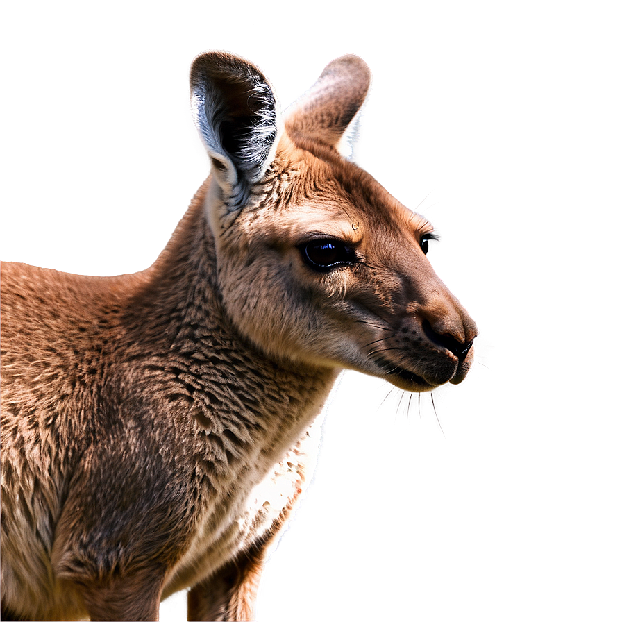 Realistic Kangaroo Png Lhc27