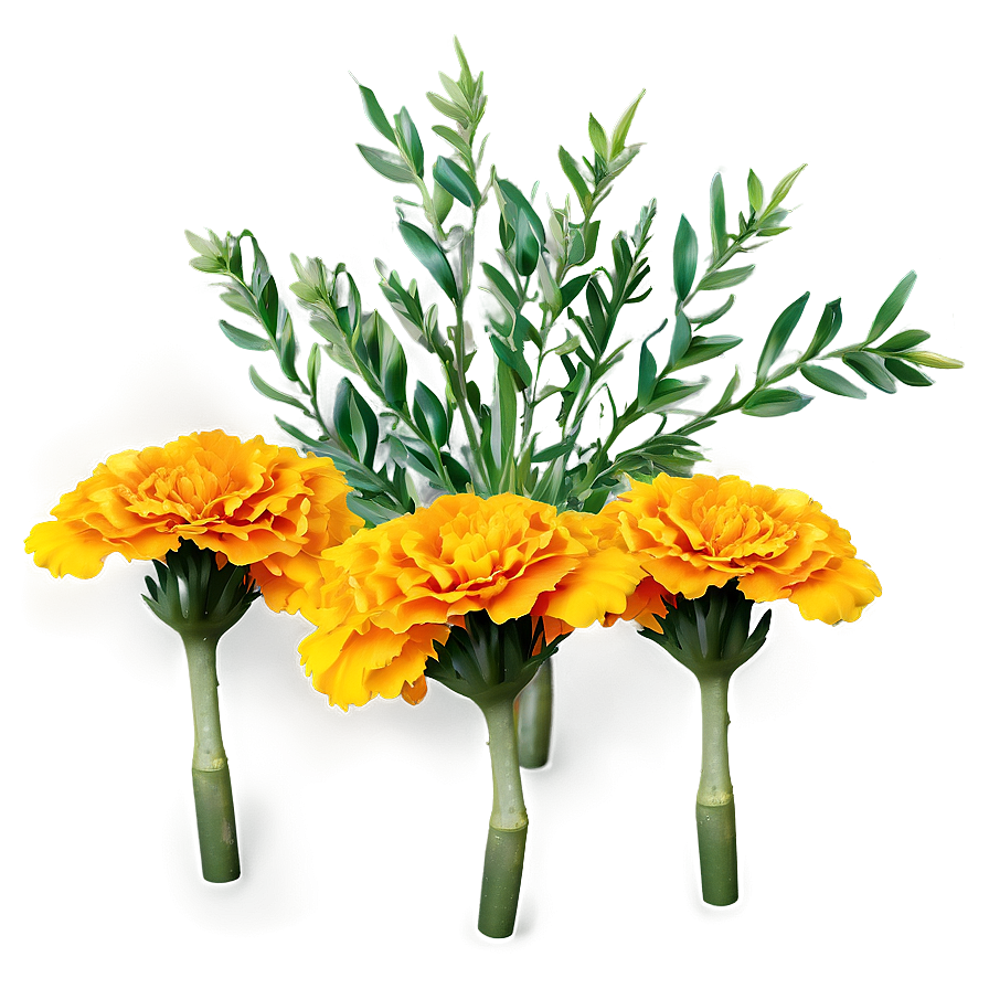 Realistic Marigolds Png 06132024