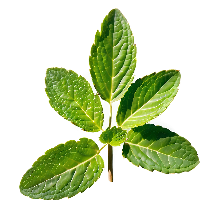 Realistic Mint Leaf Png 34