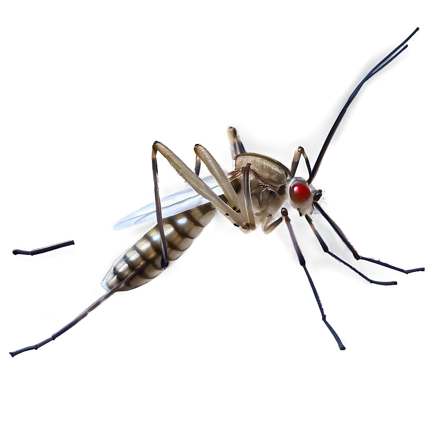 Realistic Mosquito Png Tif29
