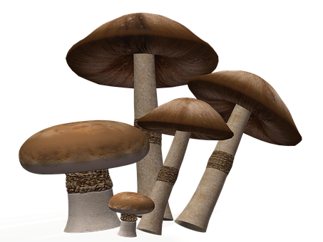 Realistic Mushroomson Black Background