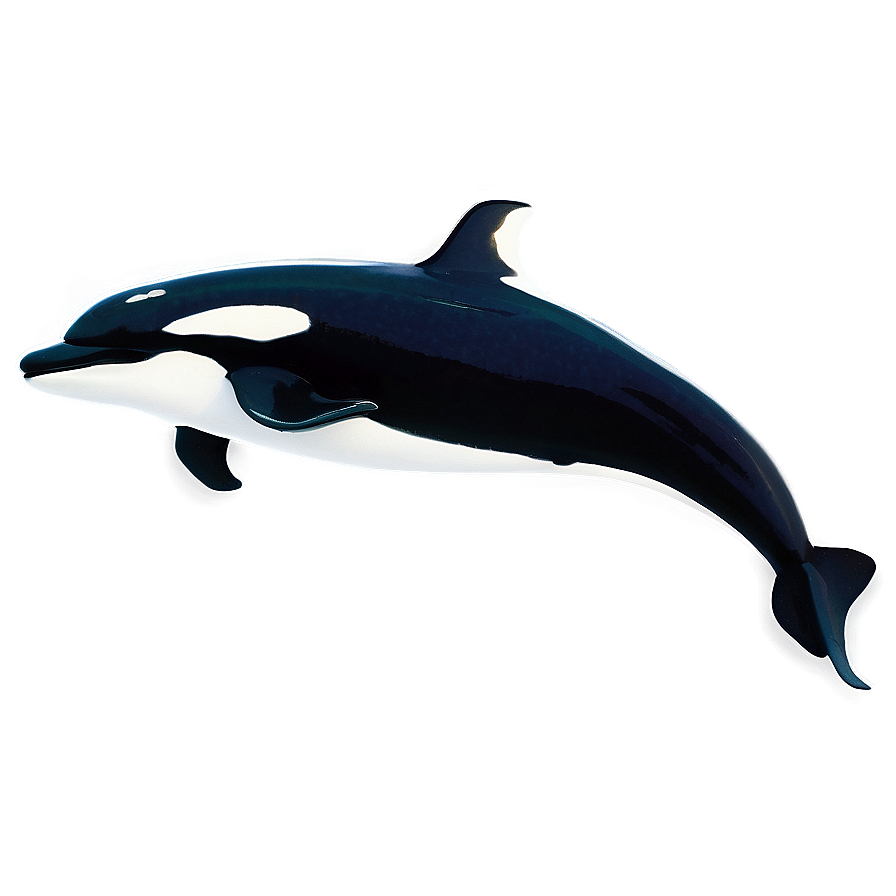 Realistic Orca Whale Drawing Png 06292024