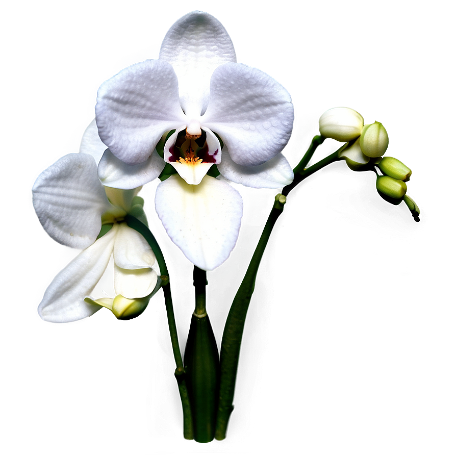 Realistic Orchid Png Coy72