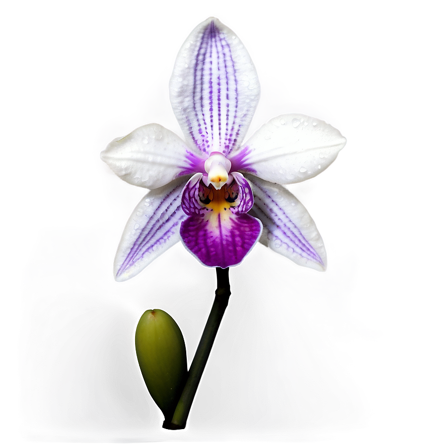 Realistic Orchid Png Oac