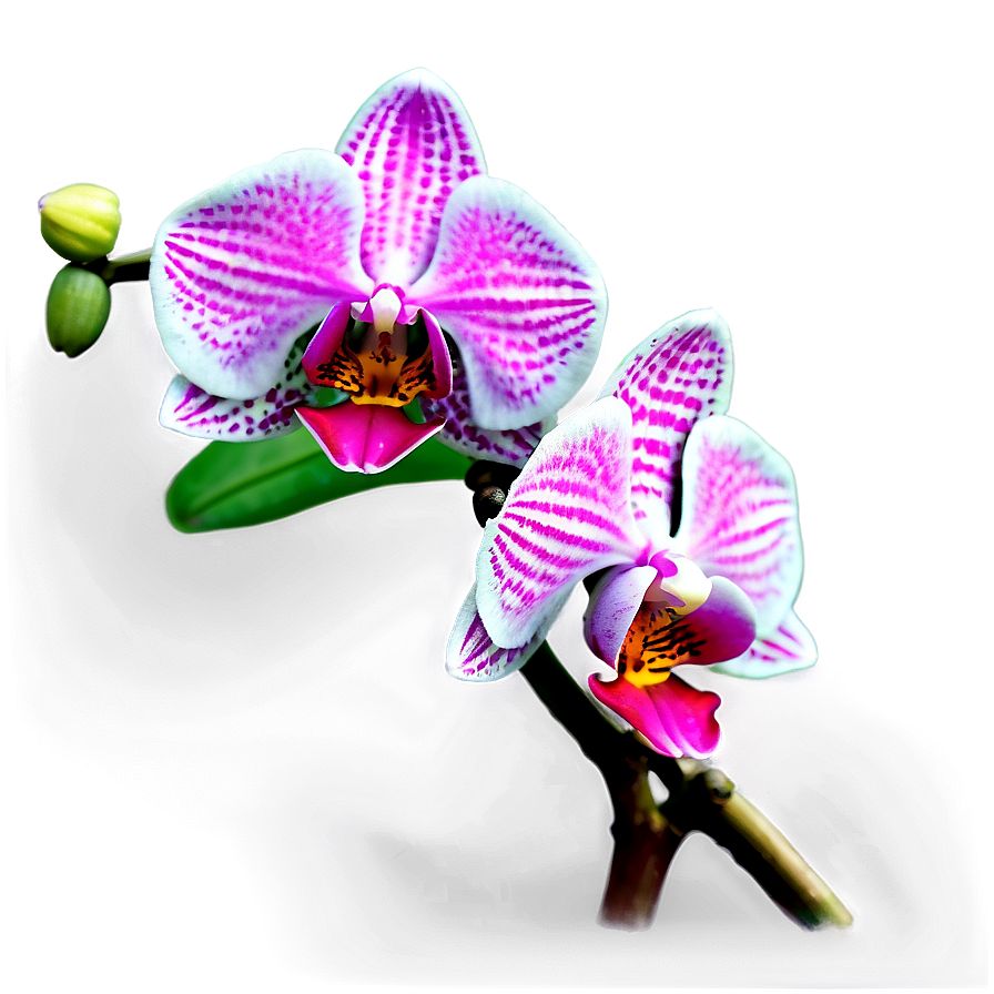 Realistic Orchid Png Qga65