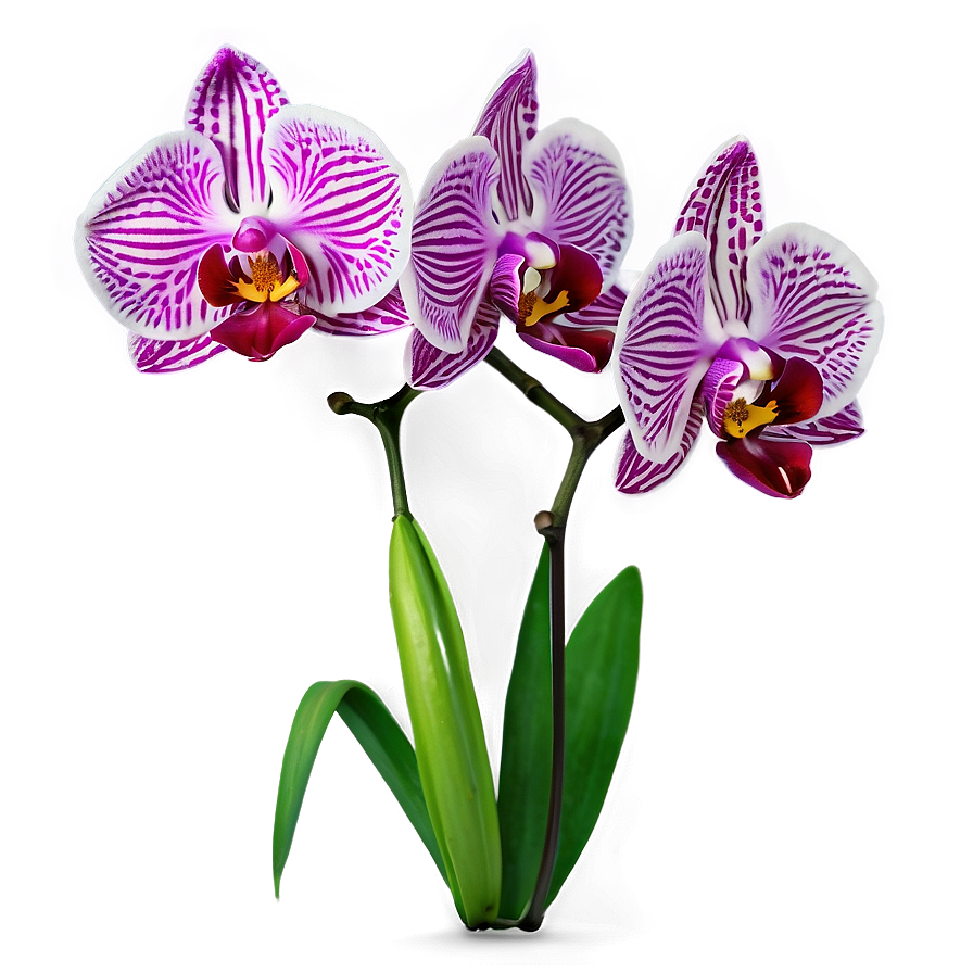 Realistic Orchid Png Yuk