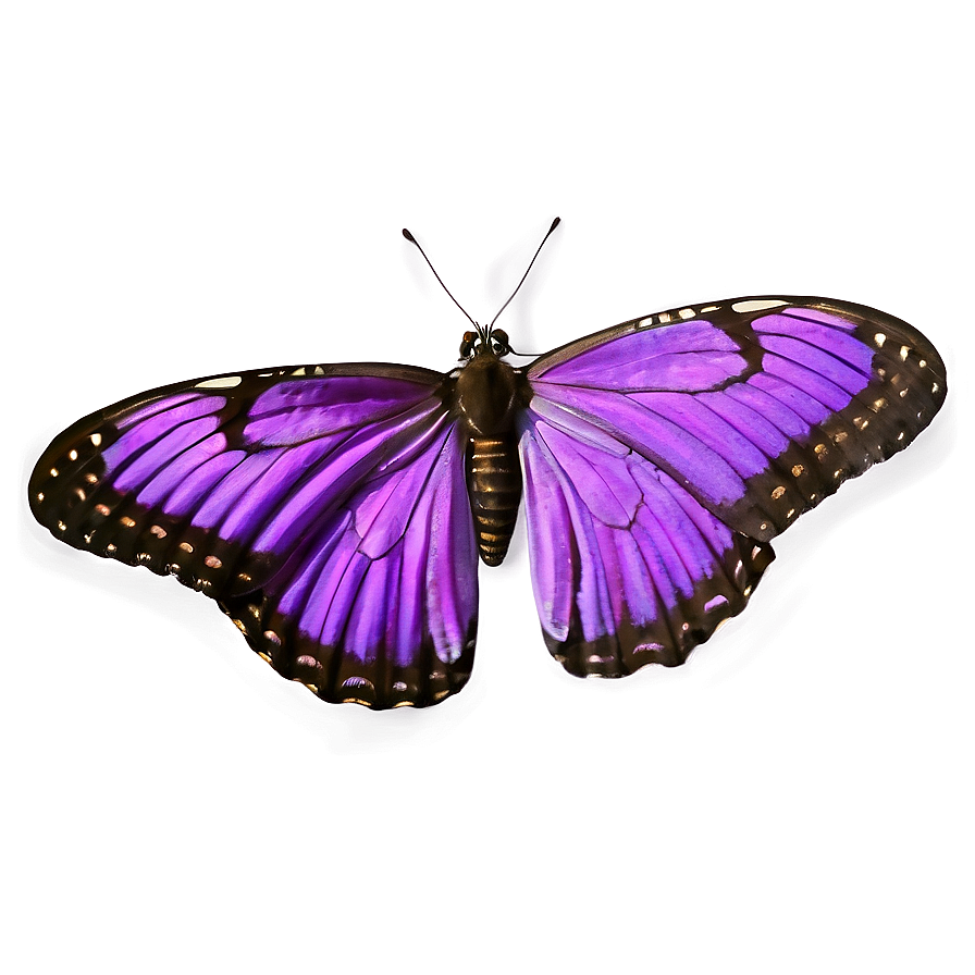 Realistic Purple Butterfly Png 05232024