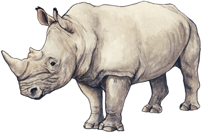 Realistic Rhinoceros Sketch