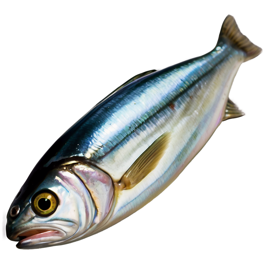 Realistic Sardine Png 6