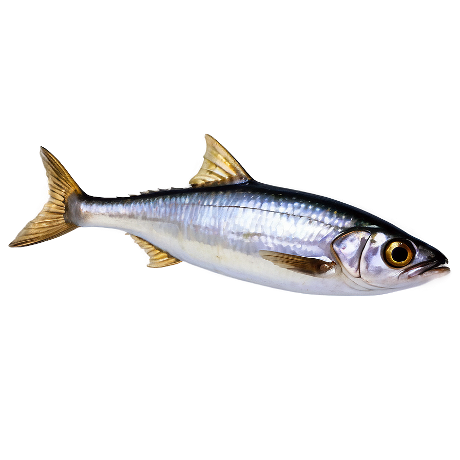 Realistic Sardine Png Lyj