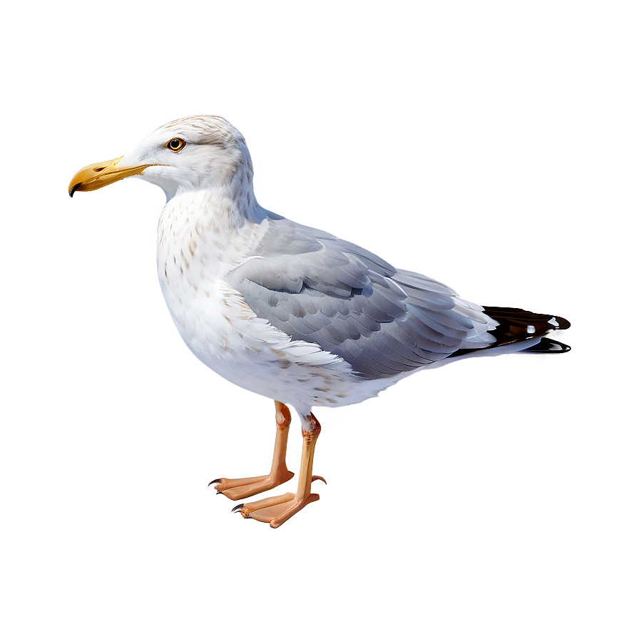 Realistic Seagull Png Vth
