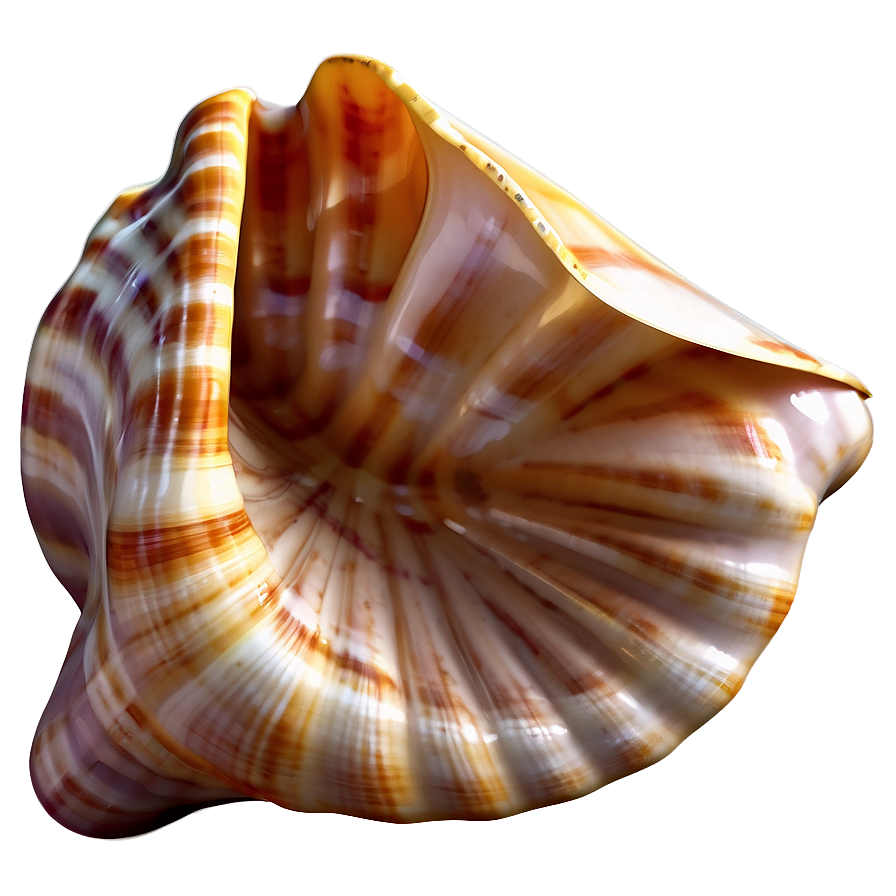 Realistic Seashell Illustration Png Dxl