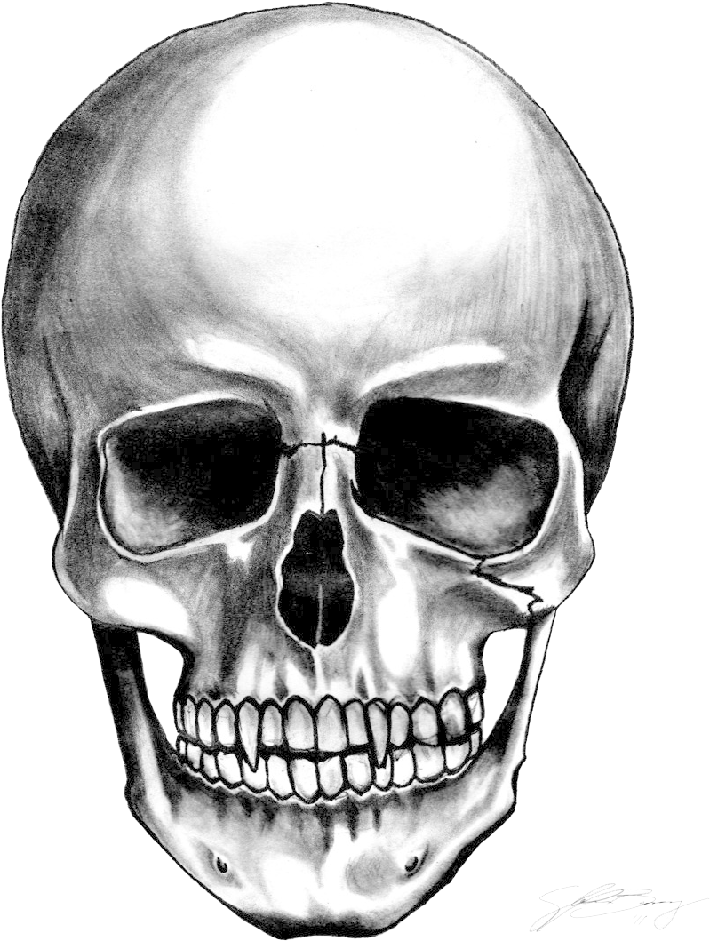 Realistic Skull Drawing Artwork