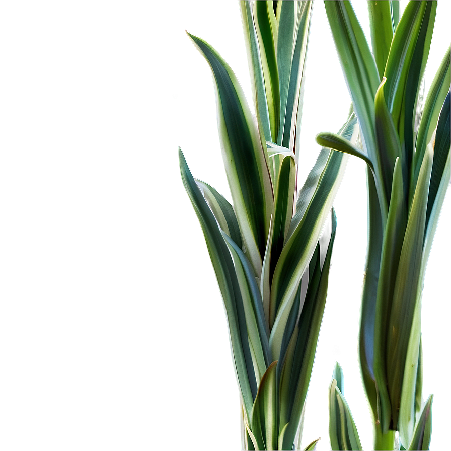 Realistic Snake Plant Png 98