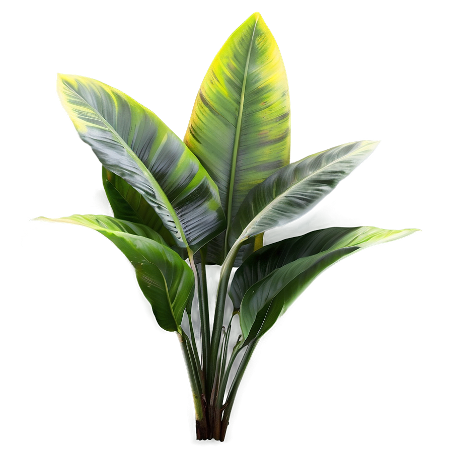 Realistic Tropical Plants Png Mrp89