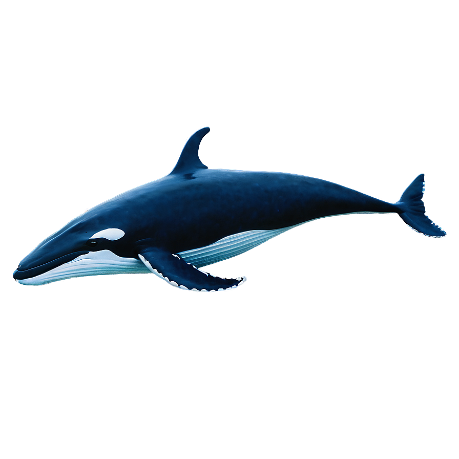 Realistic Whale Png 98