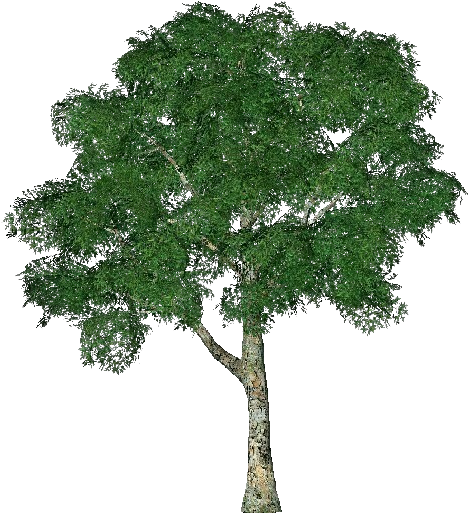 Realistic3 D Tree Model