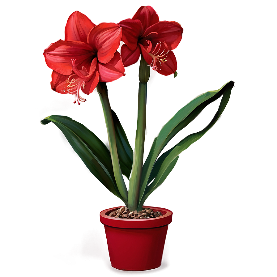 Red Amaryllis Charm Png 7