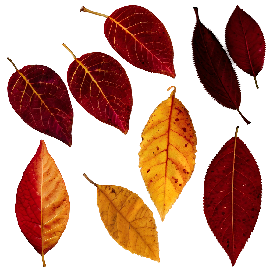 Red And Yellow Fallen Leaves Png 1