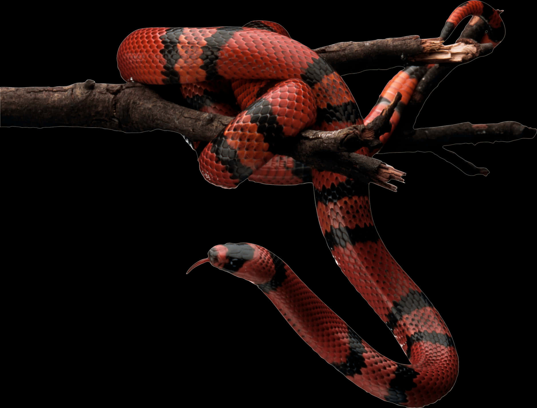 Red Black Snake On Branch.jpg