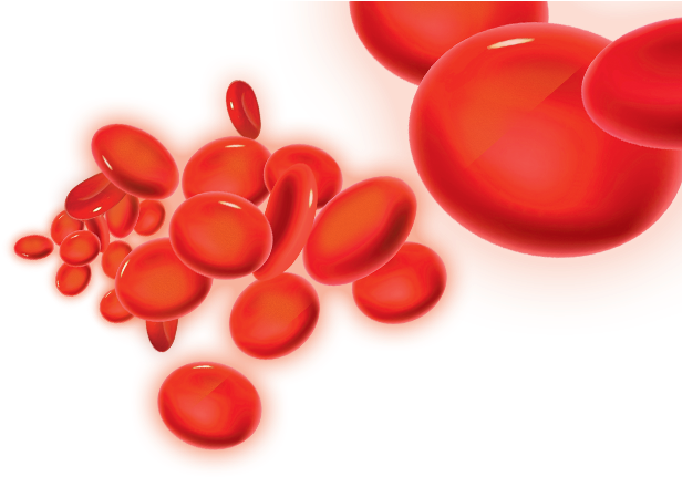 Red Blood Cells Illustration