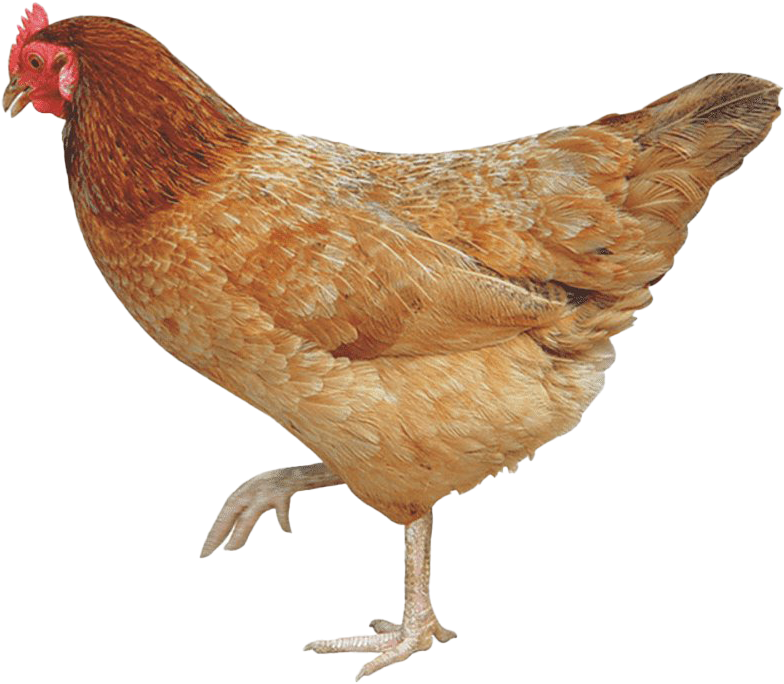 Red Brown Hen Standing Transparent Background.png