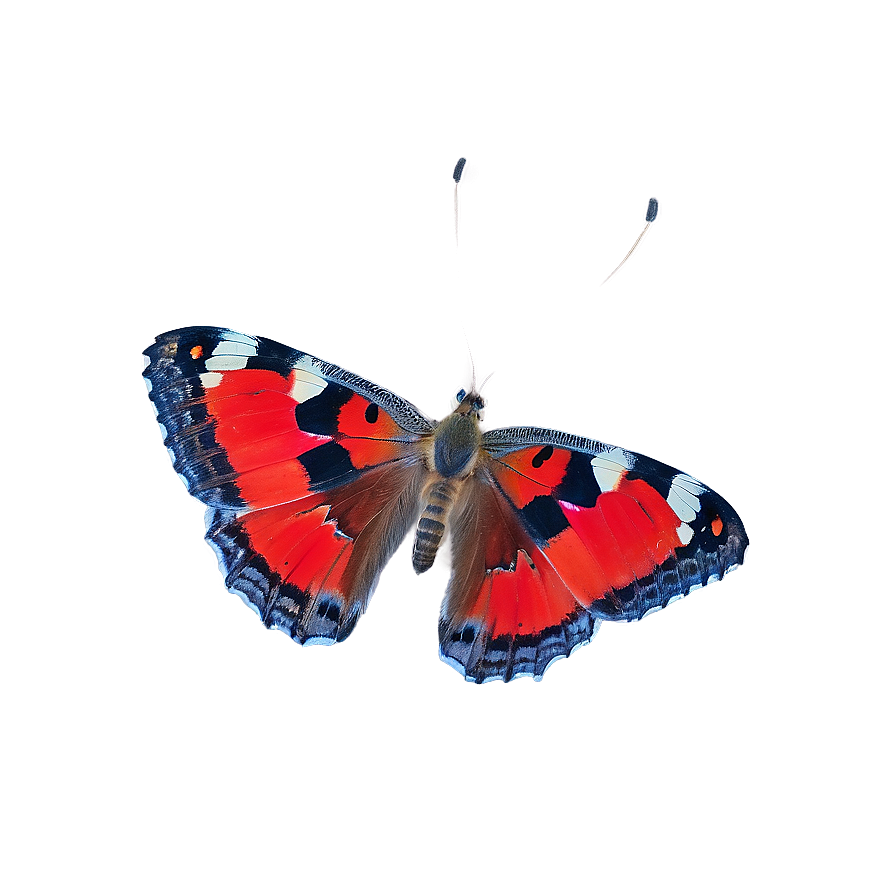 Red Butterfly Underwing Png 98