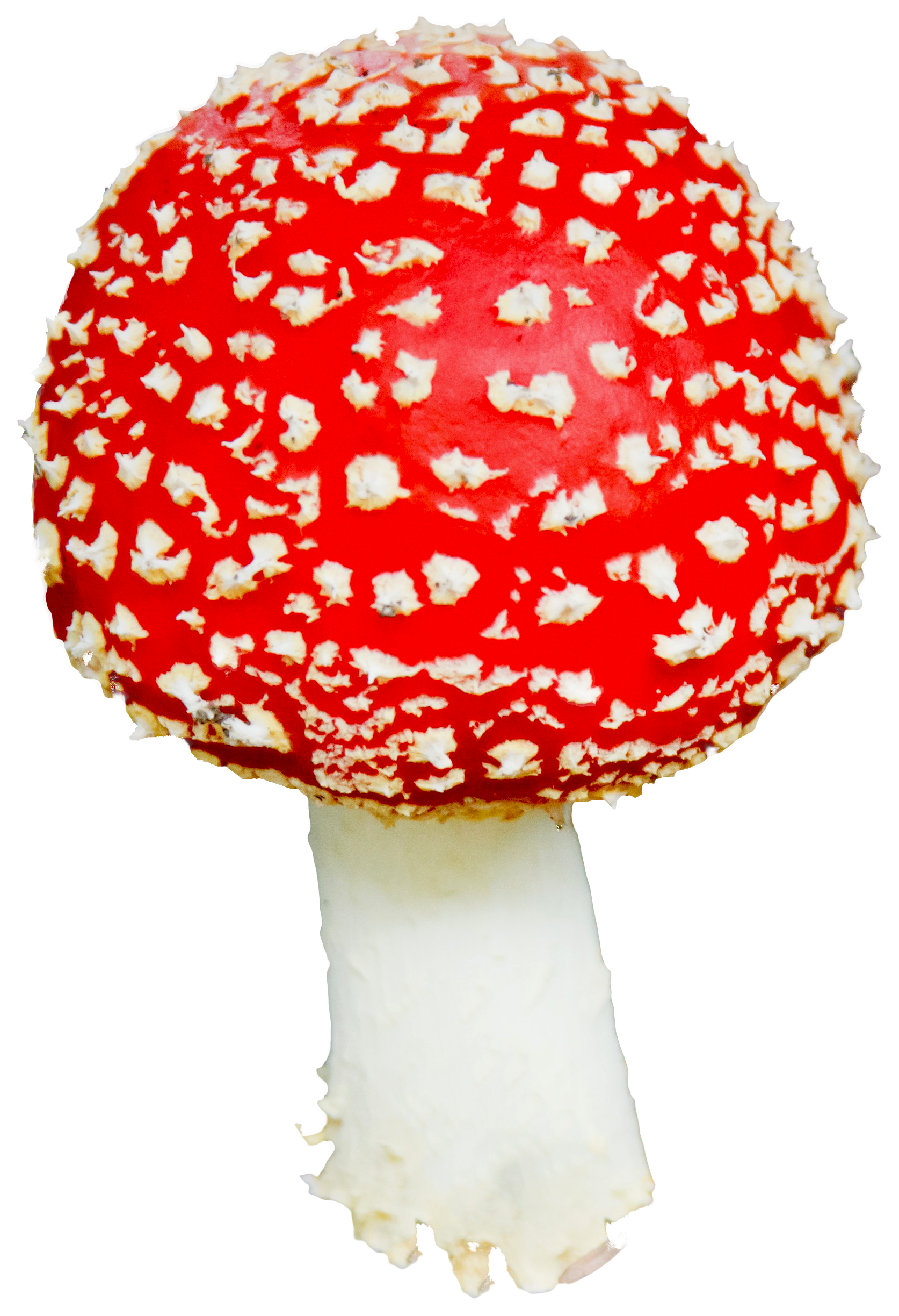 Red Capped Amanita Mushroom.png