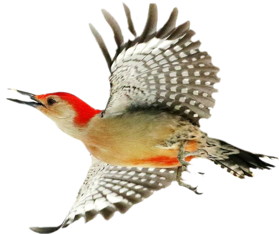 Red Capped Woodpecker In Flight.png