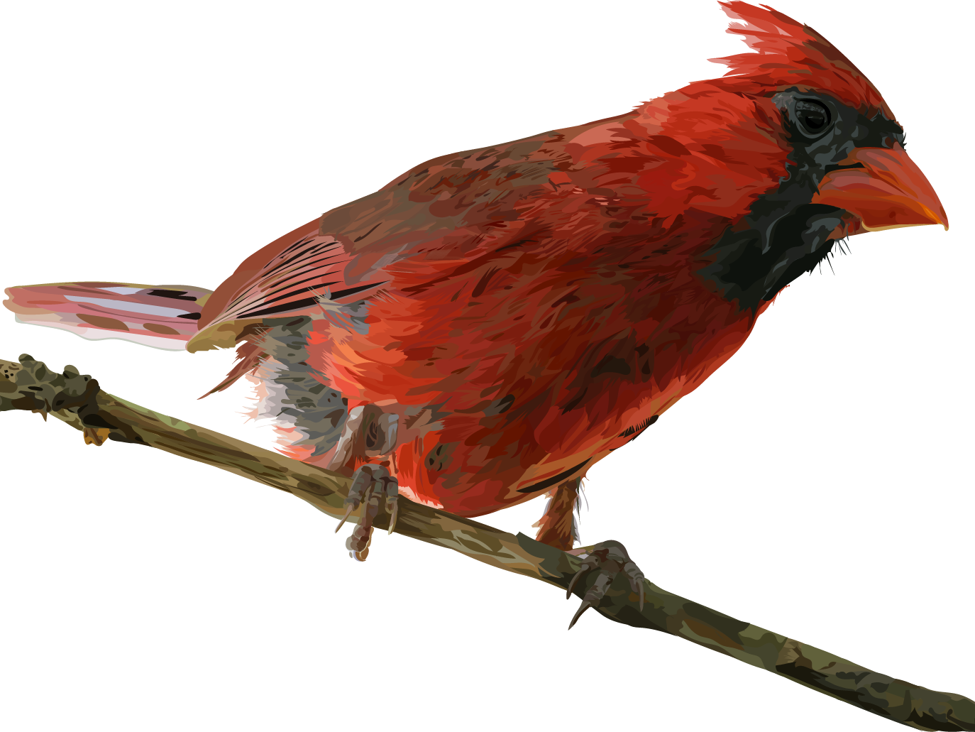 Red Cardinal Bird Perched