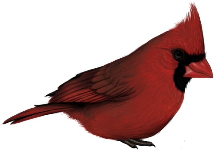 Red Cardinal Bird Profile