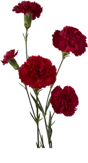 Red Carnation Blooms Dark Background