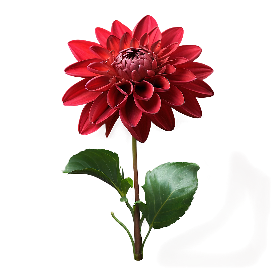 Red Dahlia Flowers Png 06122024