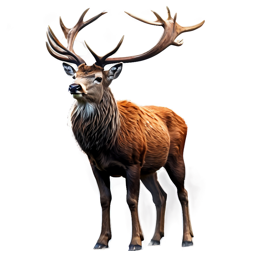 Red Deer Stag Png Nge63