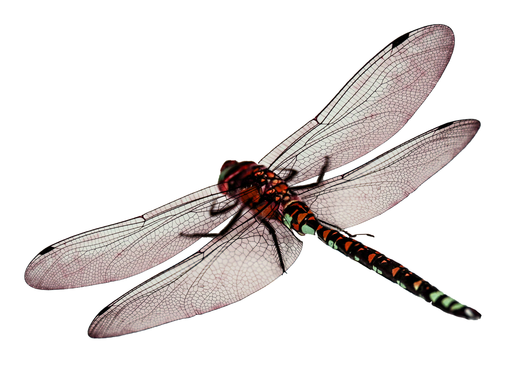 Red Dragonfly Transparent Background