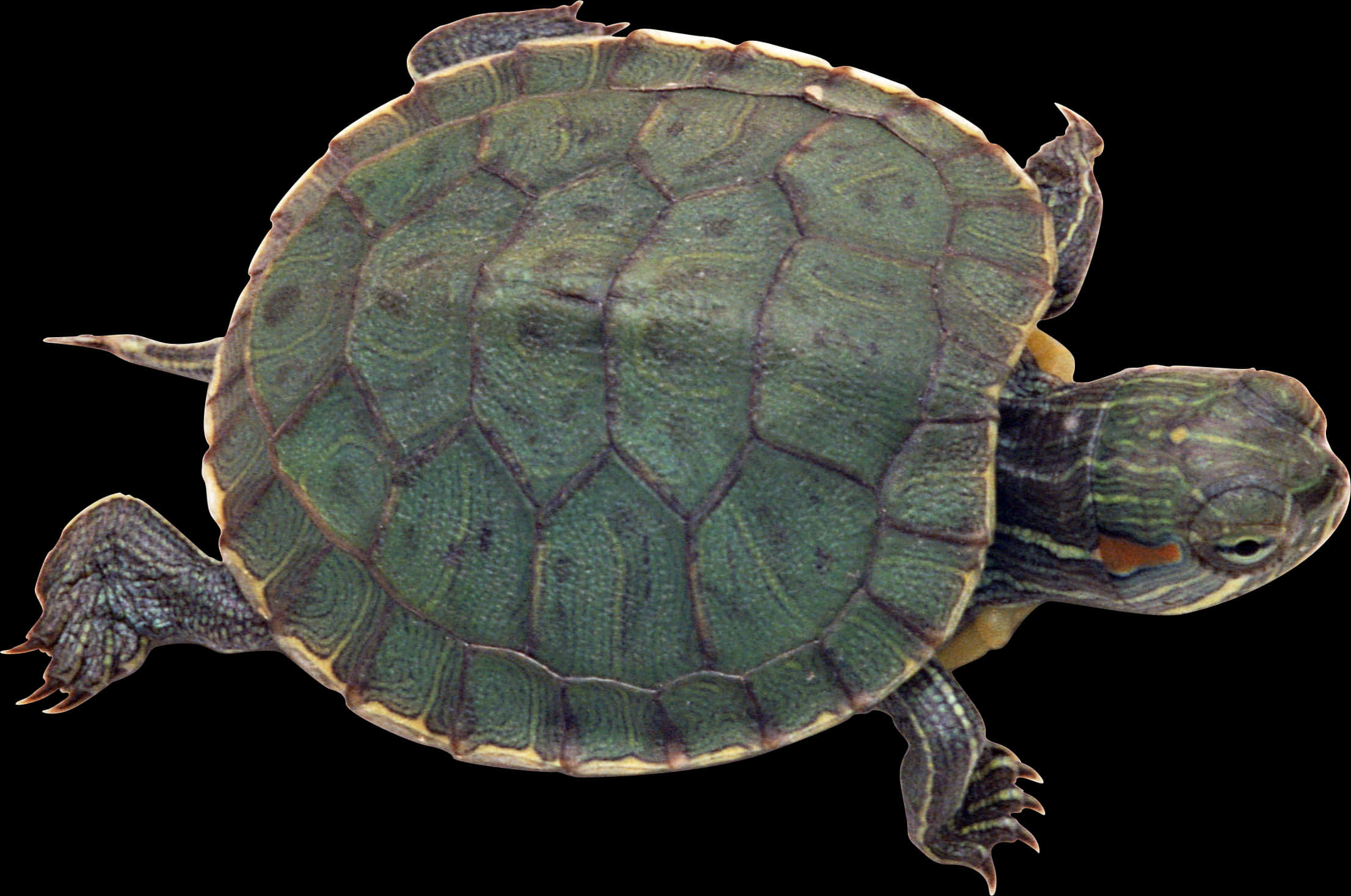 Red Eared Slider Turtle Isolated