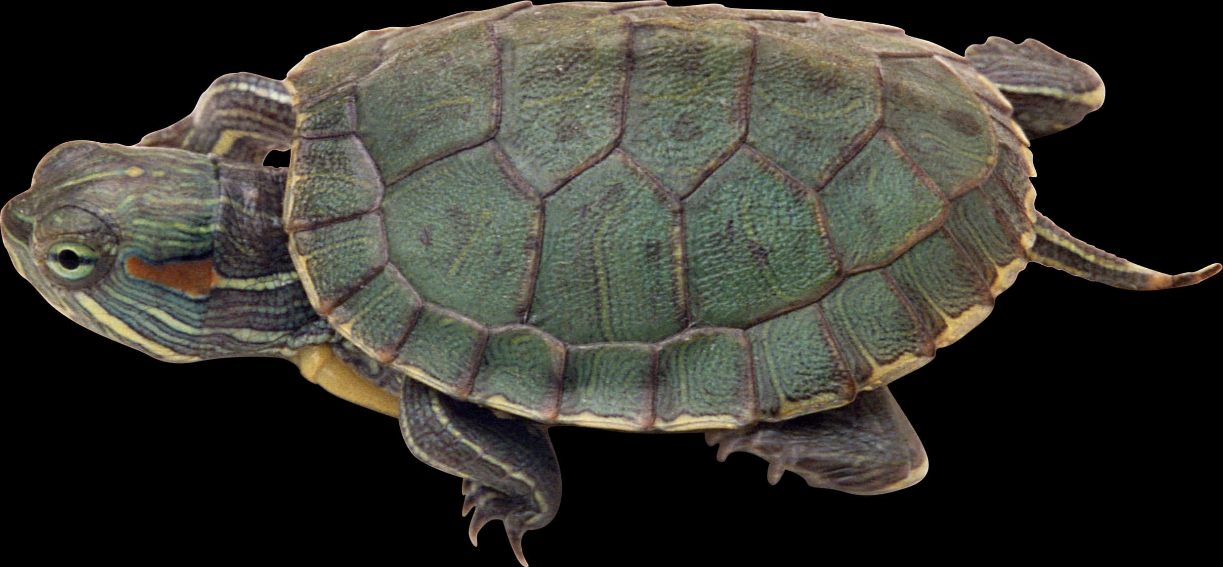 Red Eared Slider Turtle Isolated