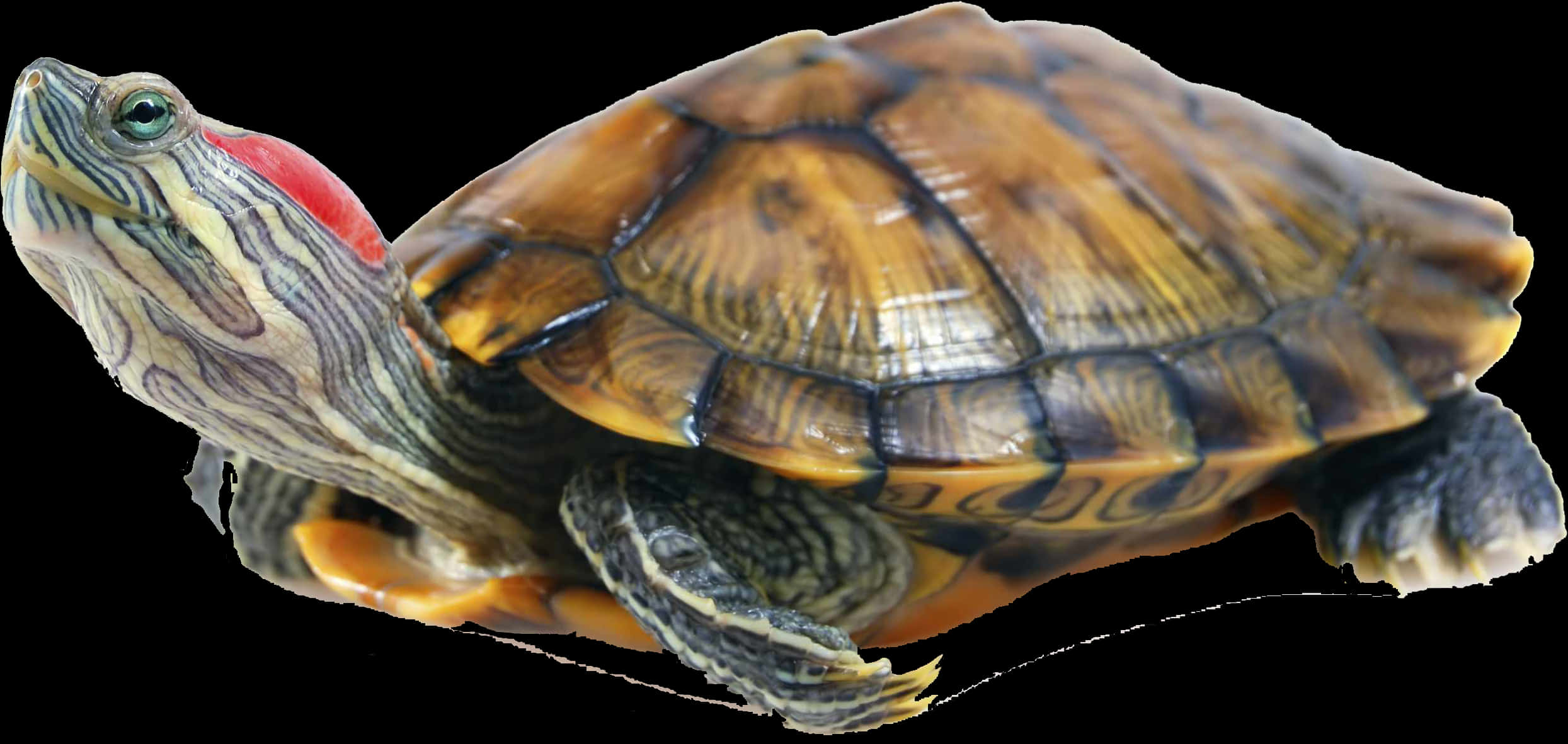 Red Eared Slider Turtle Profile