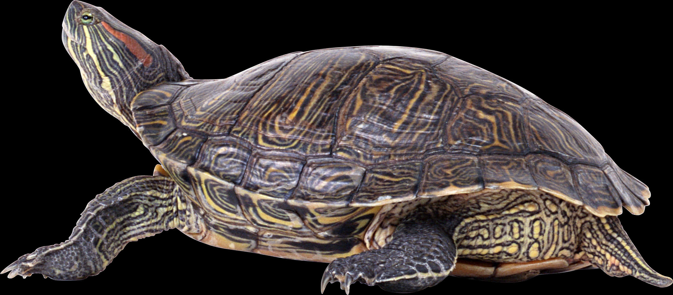 Red Eared Slider Turtle Profile