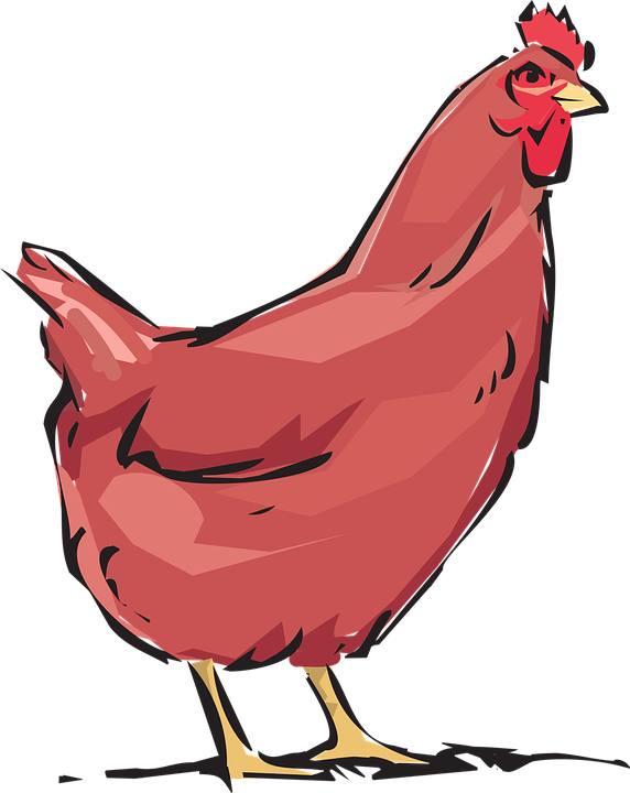 Red Hen Illustration