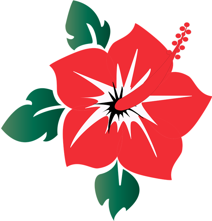 Red Hibiscus Vector Illustration