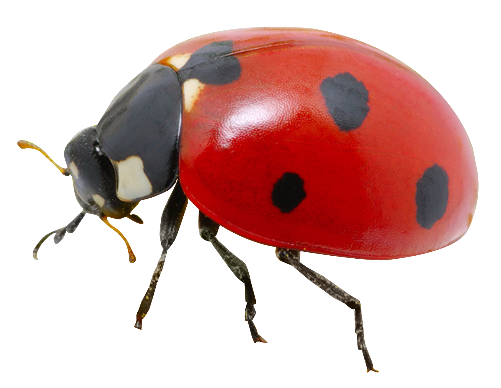 Red Ladybug Closeup.png