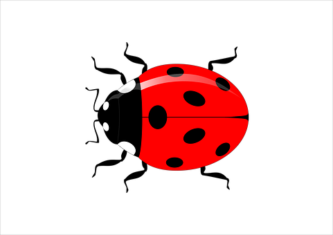 Red Ladybug Graphicon Black Background
