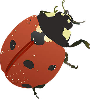 Red Ladybug Illustration