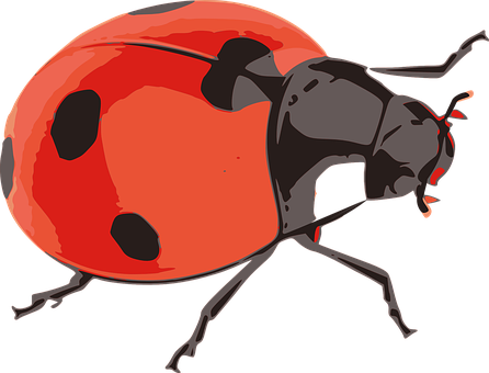 Red Ladybug Illustration