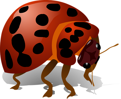 Red Ladybug Illustration