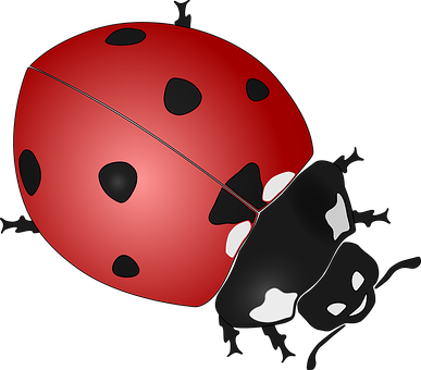 Red Ladybug Illustration